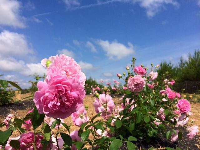 そらの花畑 世羅高原花の森 ローズフェスタ 広島県 の観光イベント情報 ゆこゆこ
