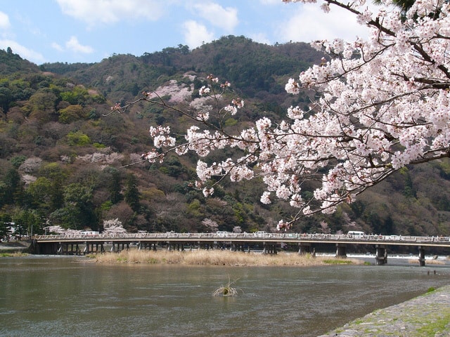 桜 見ごろ 嵐山 京都府 の観光イベント情報 ゆこゆこ