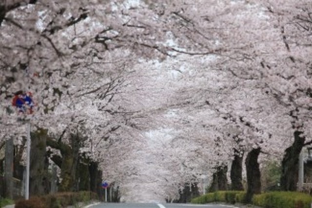 長瀞桜まつり22 埼玉県 の観光イベント情報 ゆこゆこ 長瀞桜まつり22 埼玉県 の観光イベント情報 ゆこゆこ