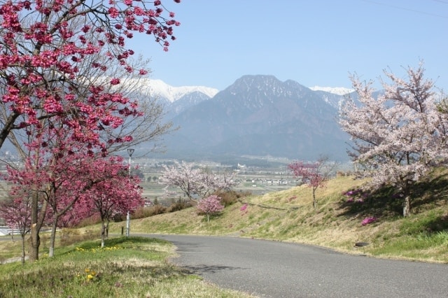 桜 見ごろ あづみ野池田クラフトパーク 長野県 の観光イベント情報 ゆこゆこ