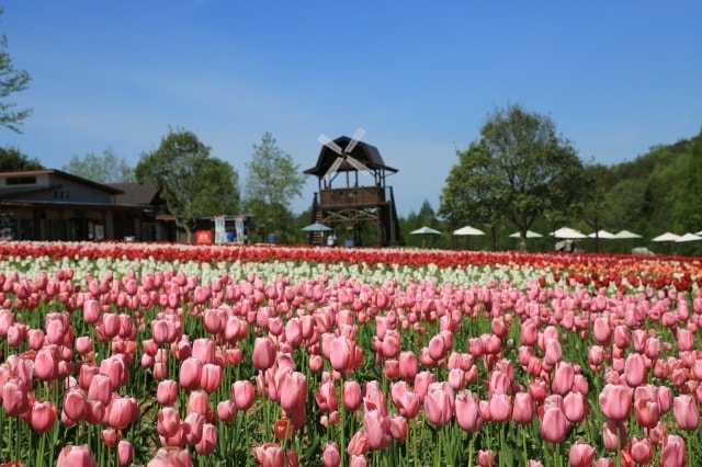 世羅高原農場22 チューリップ祭 広島県 の観光イベント情報 ゆこゆこ