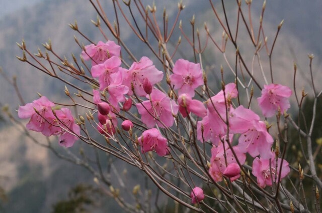 花 見ごろ 大札山のアカヤシオ 静岡県 の観光イベント情報 ゆこゆこ