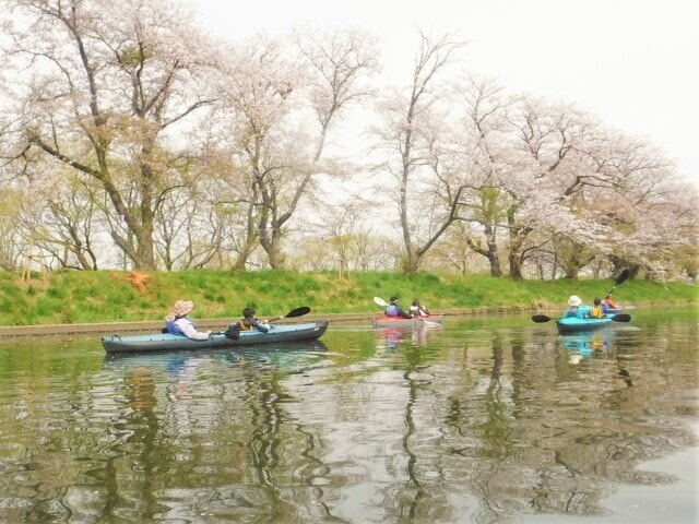 桜お花見カヤック体験クルーズ 関東の桜名所 福岡堰 春の季節限定ツアー 茨城県 の観光イベント情報 ゆこゆこ