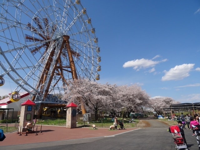 桜 見ごろ 東武動物公園 埼玉県 の観光イベント情報 ゆこゆこ