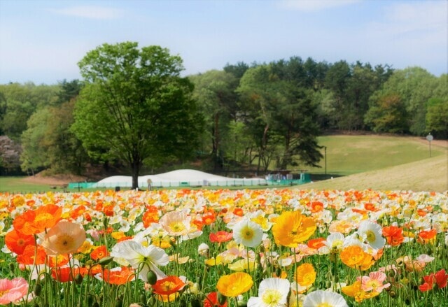 花 見ごろ 国営武蔵丘陵森林公園 アイスランドポピー 埼玉県 の観光イベント情報 ゆこゆこ