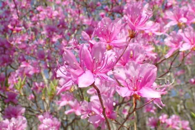 0歳からのファミリ コンサート いっちー なるのオーケストラといっしょ 江東公演 東京都 の観光イベント情報 ゆこゆこ