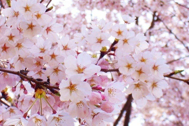 関東のおすすめ観光イベントランキング 毎日更新 ゆこゆこ