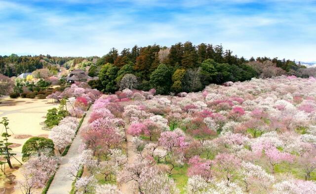 偕楽園開園180年記念 第126回水戸の梅まつり 茨城県 の観光イベント情報 ゆこゆこ