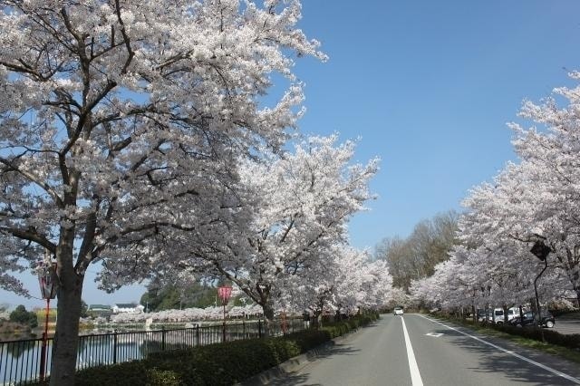 桜 見ごろ 上野公園 広島県 の観光イベント情報 ゆこゆこ