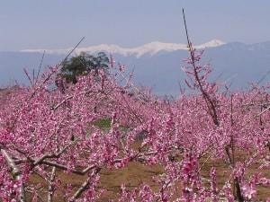 浅間園 桃の花まつり22 山梨県 の観光イベント情報 ゆこゆこ