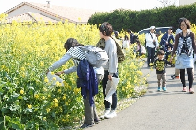 菜の花摘み取り体験 神奈川県 の観光イベント情報 ゆこゆこ
