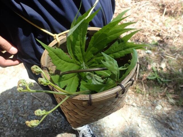 親子で山菜探し体験 In 匠の聚 奈良県 の観光イベント情報 ゆこゆこ