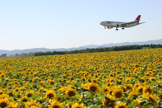 花 見ごろ 空港横リサイクルセンター前のひまわり 北海道 の観光イベント情報 ゆこゆこ