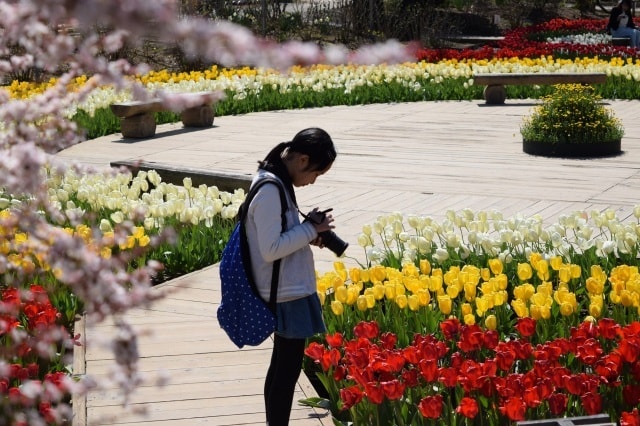 春の花まつり 開園25周年記念感謝祭 栃木県 の観光イベント情報 ゆこゆこ