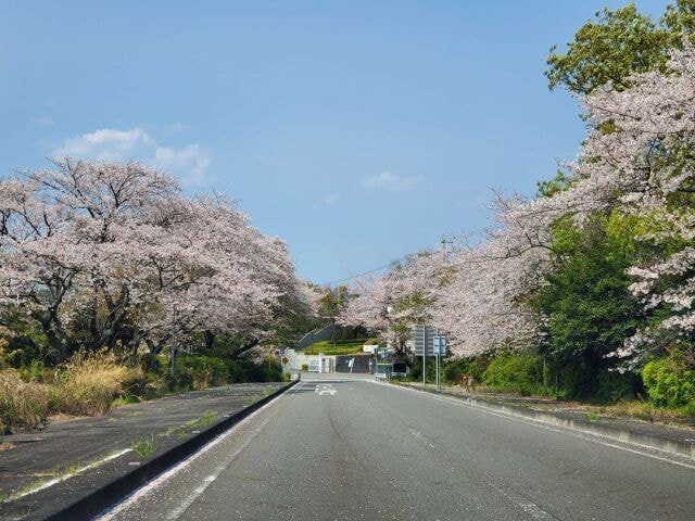 桜 見ごろ 日本平パークウェイ 静岡県 の観光イベント情報 ゆこゆこ