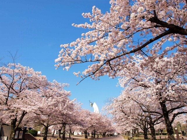万博記念公園桜まつり22 大阪府 の観光イベント情報 ゆこゆこ