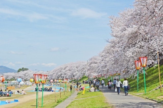 22 岡山さくらカーニバル 中止となりました 岡山県 の観光イベント情報 ゆこゆこ