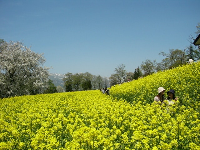 第39回いいやま菜の花まつり 長野県 の観光イベント情報 ゆこゆこ