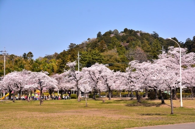 桜 見ごろ 天覧山 飯能中央公園 埼玉県 の観光イベント情報 ゆこゆこ