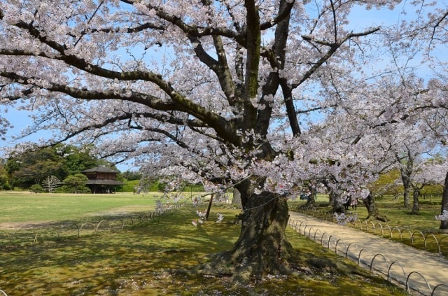 桜 見ごろ 岡山後楽園 岡山県 の観光イベント情報 ゆこゆこ