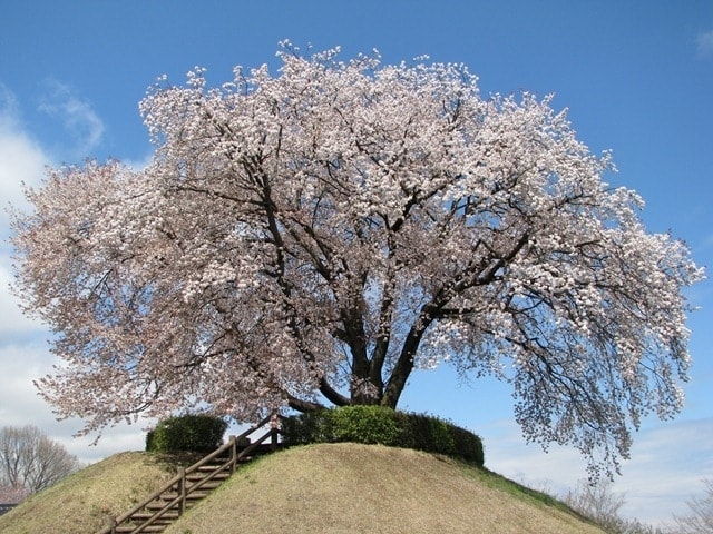 つがの里花まつり 花彩祭22 栃木県 の観光イベント情報 ゆこゆこ