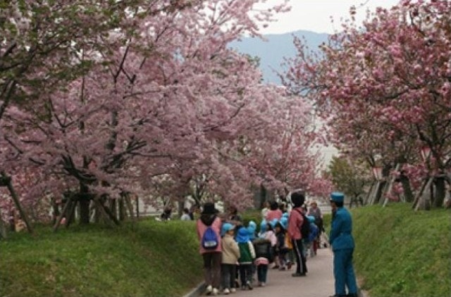 造幣局広島支局 花のまわりみち 広島県 の観光イベント情報 ゆこゆこ