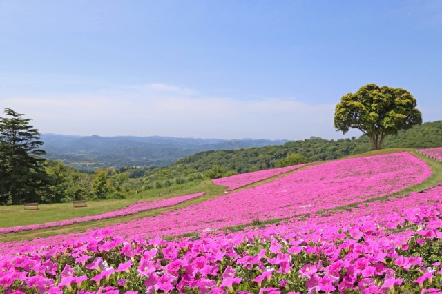 花 見ごろ マザー牧場 桃色吐息 ペチュニア 千葉県 の観光イベント情報 ゆこゆこ