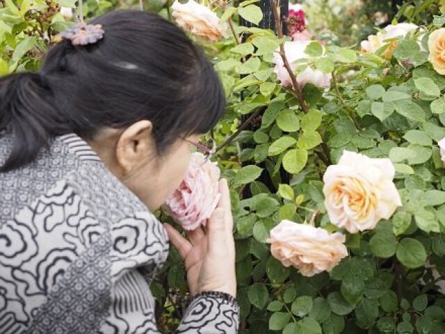 バラのガーデンガイド 鳥取県 の観光イベント情報 ゆこゆこ