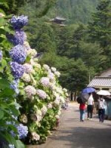 第13回 備前市大滝山西法院 あじさい祭り 岡山県 の観光イベント情報 ゆこゆこ