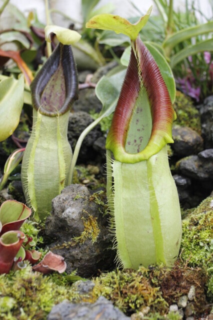 虫を食べる植物展22 大阪府 の観光イベント情報 ゆこゆこ