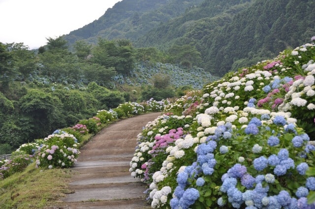中木庭ダムあじさいまつり 佐賀県 の観光イベント情報 ゆこゆこ