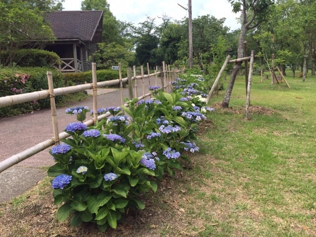 あじさい 見ごろ かいもん山麓ふれあい公園 鹿児島県 の観光イベント情報 ゆこゆこ