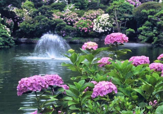 第48回水戸のあじさいまつり 茨城県 の観光イベント情報 ゆこゆこ