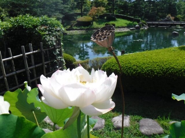 茶室夕照庵 花継ぎのつどい 蓮 滋賀県 の観光イベント情報 ゆこゆこ