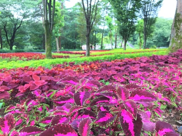 花 見ごろ 国営武蔵丘陵森林公園 コリウス 埼玉県 の観光イベント情報 ゆこゆこ