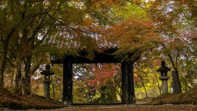 紅葉 見ごろ 秋月城跡 黒門 福岡県 の観光イベント情報 ゆこゆこ