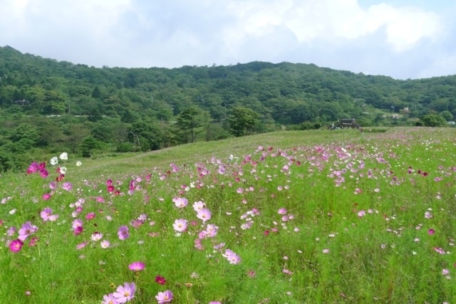 花 見ごろ 佐久高原コスモス街道 長野県 の観光イベント情報 ゆこゆこ