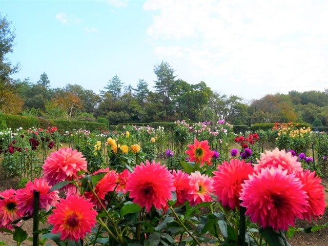 花 見ごろ 国営武蔵丘陵森林公園 ダリア 埼玉県 の観光イベント情報 ゆこゆこ