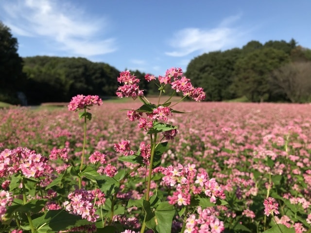 花 見ごろ 国営武蔵丘陵森林公園 赤ソバ 埼玉県 の観光イベント情報 ゆこゆこ