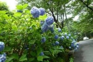 【あじさい・見ごろ】牛伏山自然公園