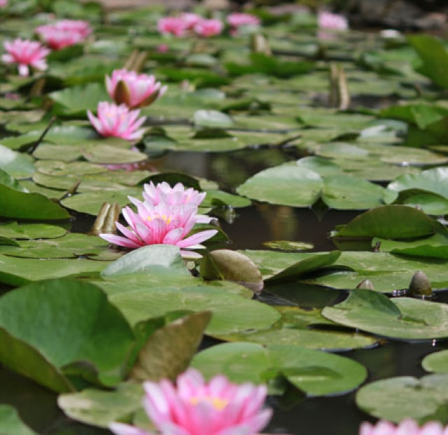 【花・見ごろ】桂林寺のスイレン