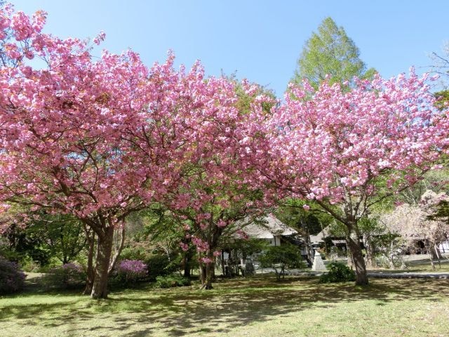 【桜・見ごろ】有珠善光寺自然公園