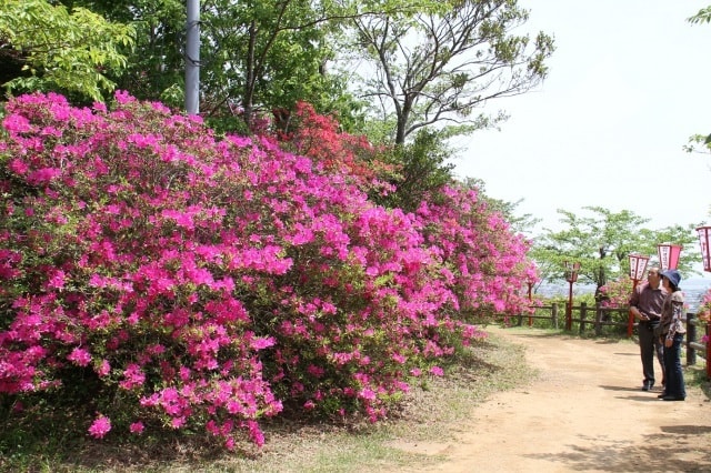 【花・見ごろ】小見川城山公園　つつじ