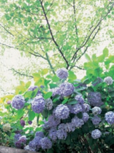 【あじさい・見ごろ】足羽山