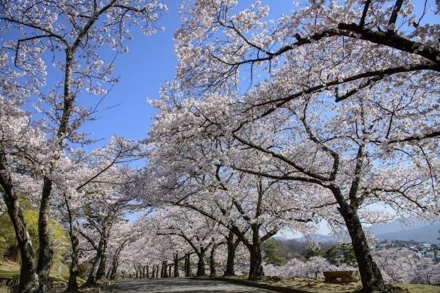 【桜・見ごろ】城山公園