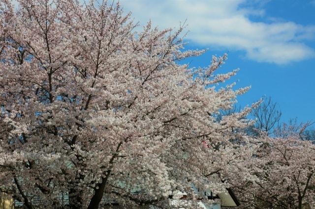【桜・見ごろ】テルメ柏陵健康温泉館