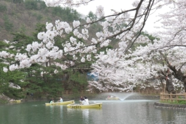 【桜・見ごろ】真人公園