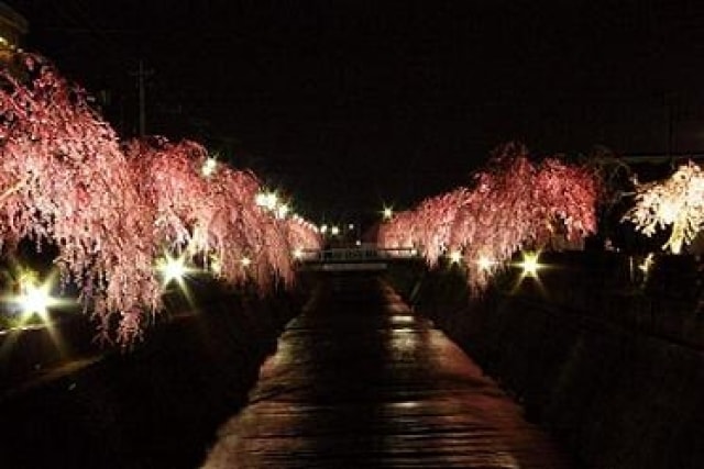 【桜・見ごろ】倉津川しだれ桜