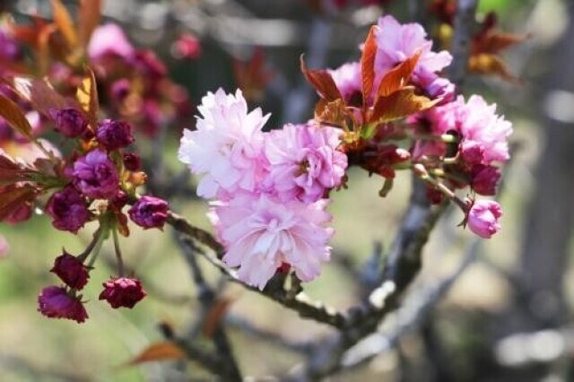 【桜・見ごろ】火打谷菊桜