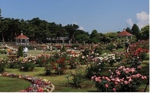 【花・見ごろ】敷島公園門倉テクノばら園のバラ